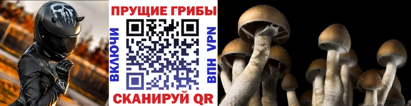 Купить  Ревда  Галлюциногенные грибы мицелий 